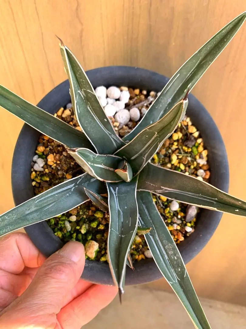 2026年最新】笹吹雪の人気アイテム - メルカリ