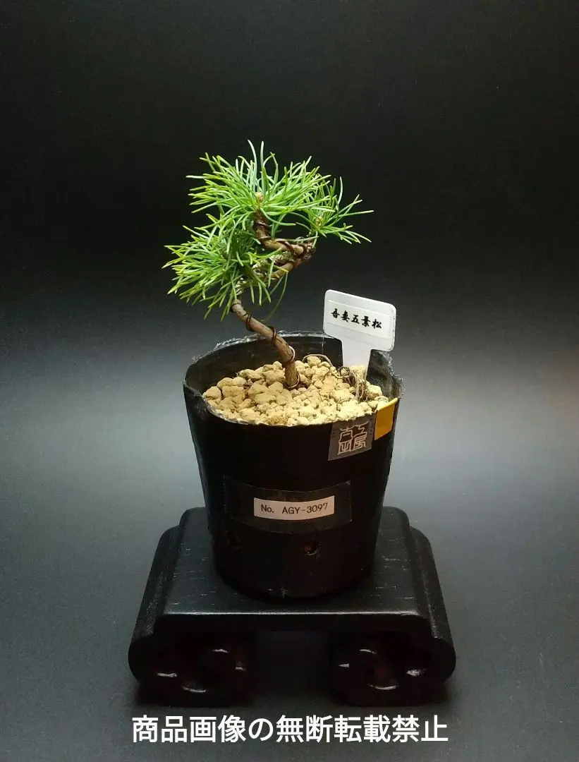 2026年最新】八房五葉松の人気アイテム - メルカリ