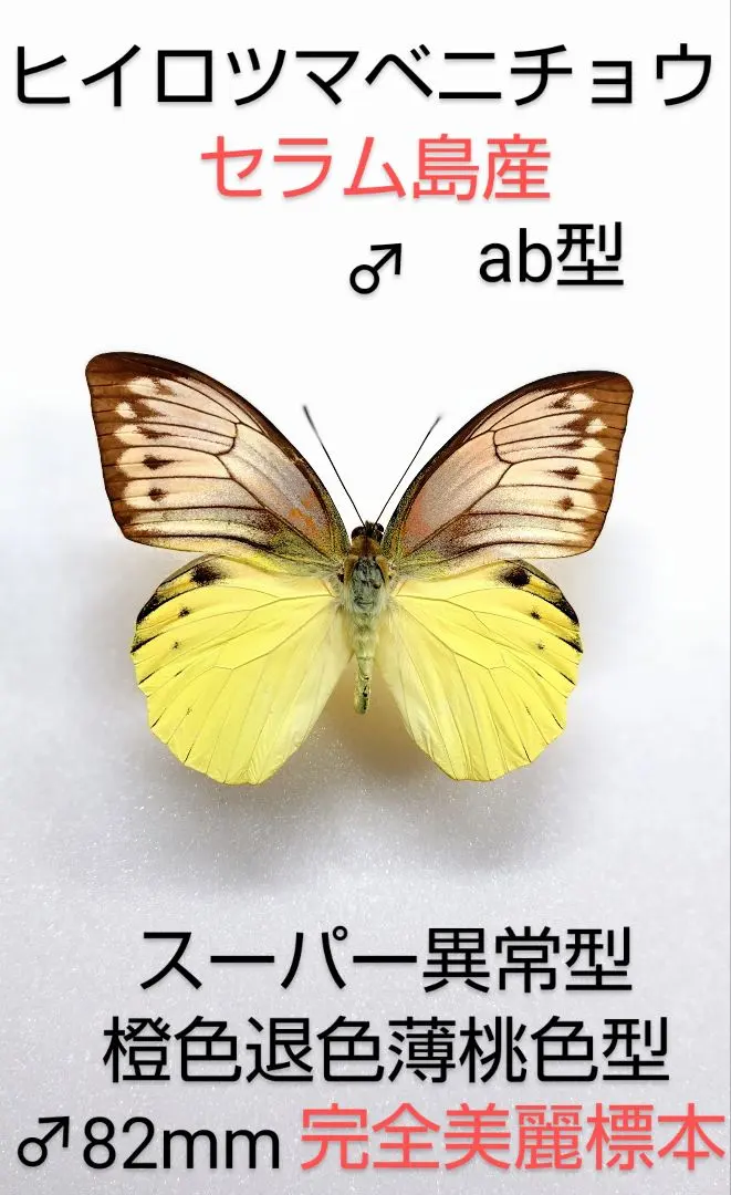 2026年最新】ツマベニチョウの人気アイテム - メルカリ