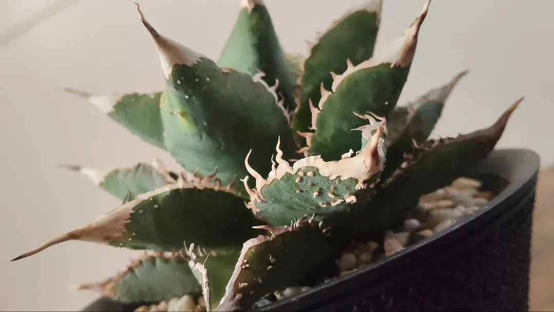 2026年最新】アガベ豆豆龍の人気アイテム - メルカリ