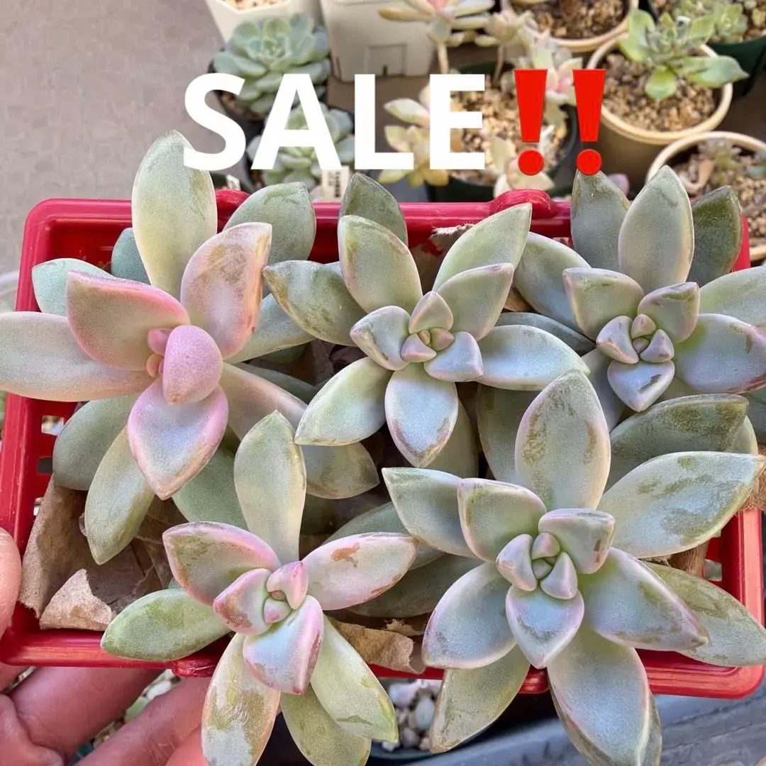 2026年最新】青典牡丹 多肉の人気アイテム - メルカリ