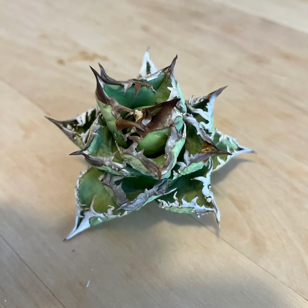 2026年最新】牛乳植物 アガベの人気アイテム - メルカリ