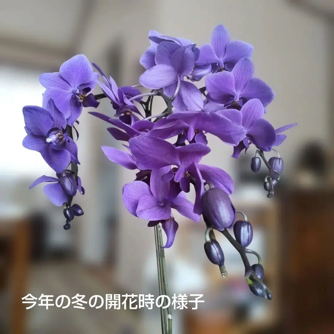 2026年最新】胡蝶蘭 ブルージーンの人気アイテム - メルカリ