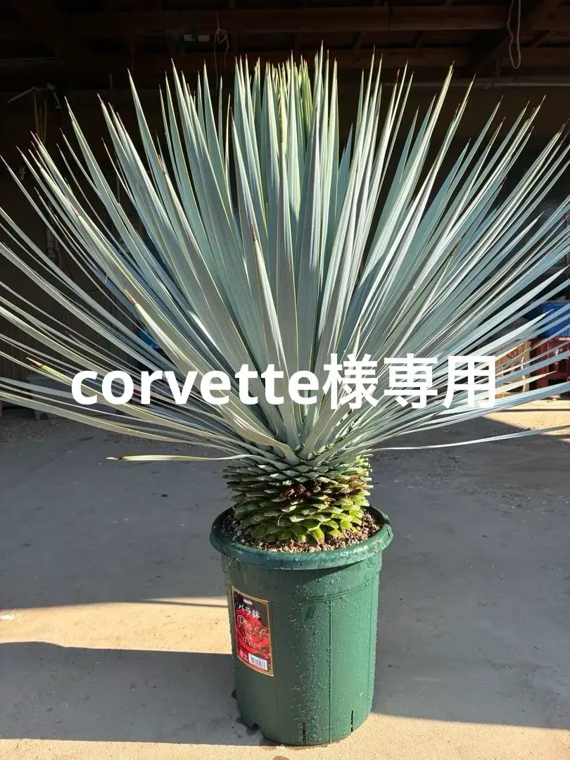 2026年最新】ユッカロストラータ ブルーサンダーの人気アイテム - メルカリ