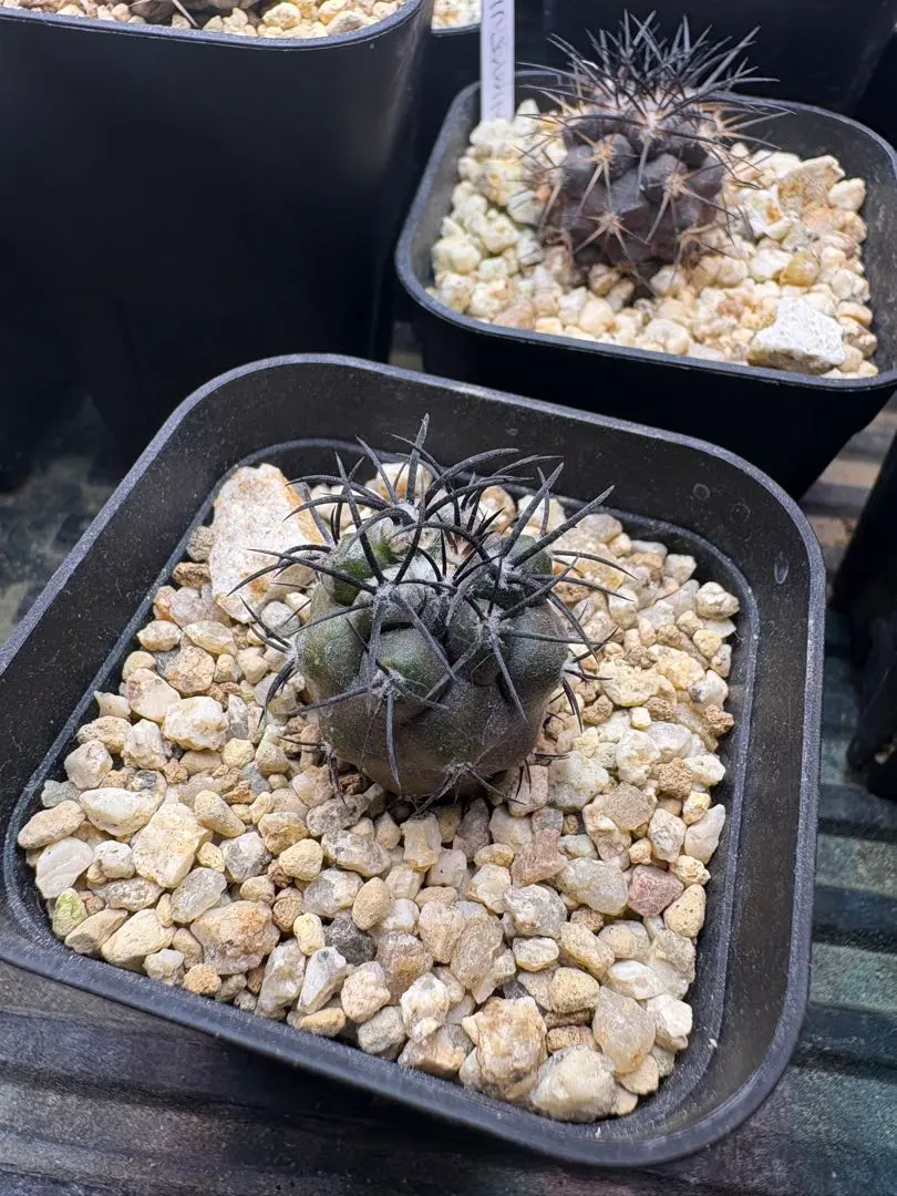 2026年最新】コピアポア グリセオビオラセアの人気アイテム - メルカリ