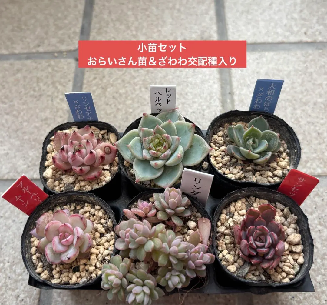 2026年最新】サンセットグレイ多肉植物の人気アイテム - メルカリ