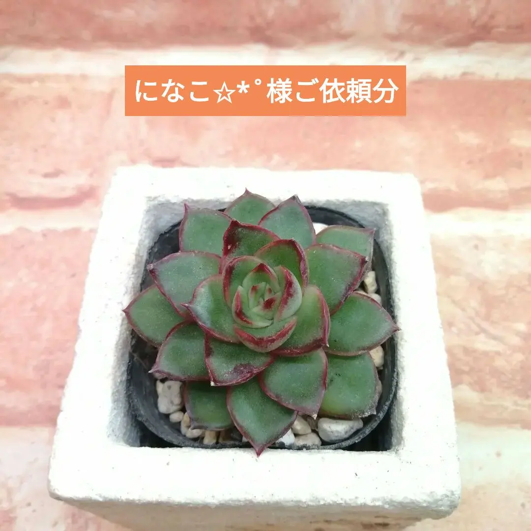 2026年最新】桜大福 多肉の人気アイテム - メルカリ