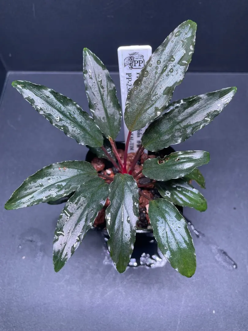 2026年最新】ホマロメナ 赤備の人気アイテム - メルカリ