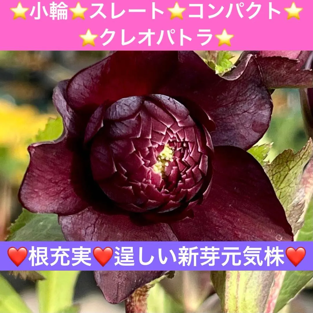 2026年最新】広瀬園芸のクレオパトラの人気アイテム - メルカリ