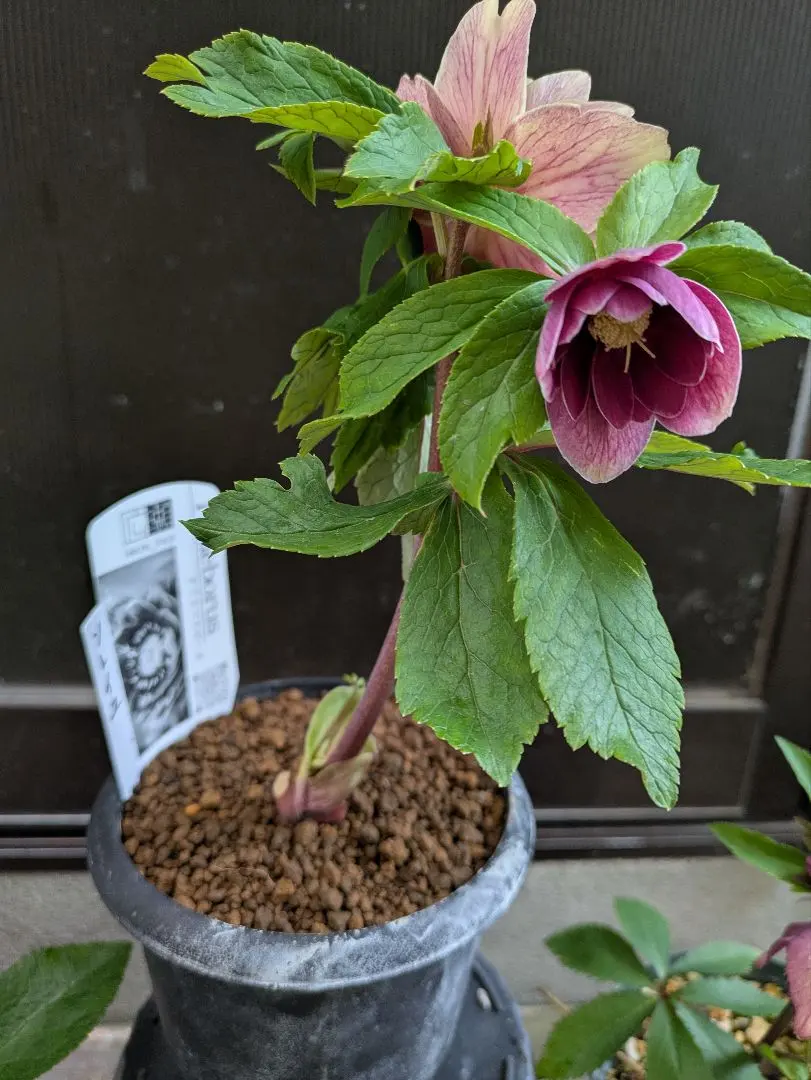 2026年最新】広瀬園芸のクレオパトラの人気アイテム - メルカリ