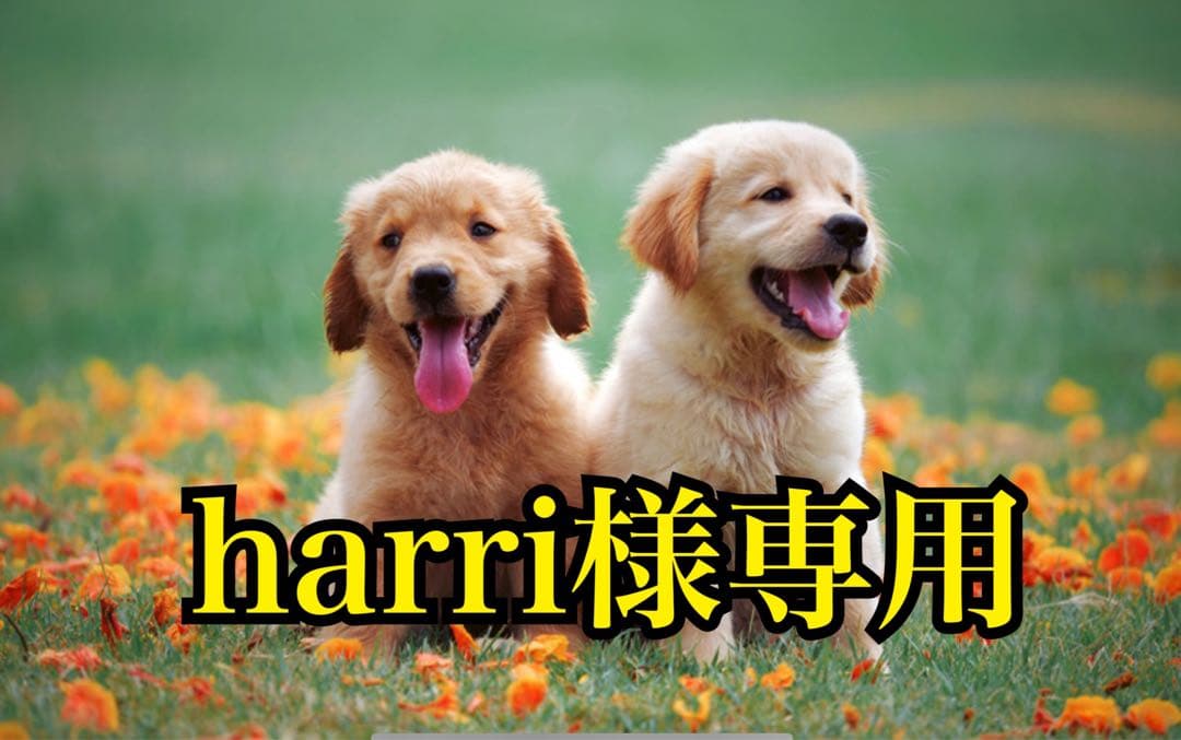 サプリメント harri H2サプリ（高濃度水素サプリメント・シリカ吸蔵水素パウダー） | Lymph