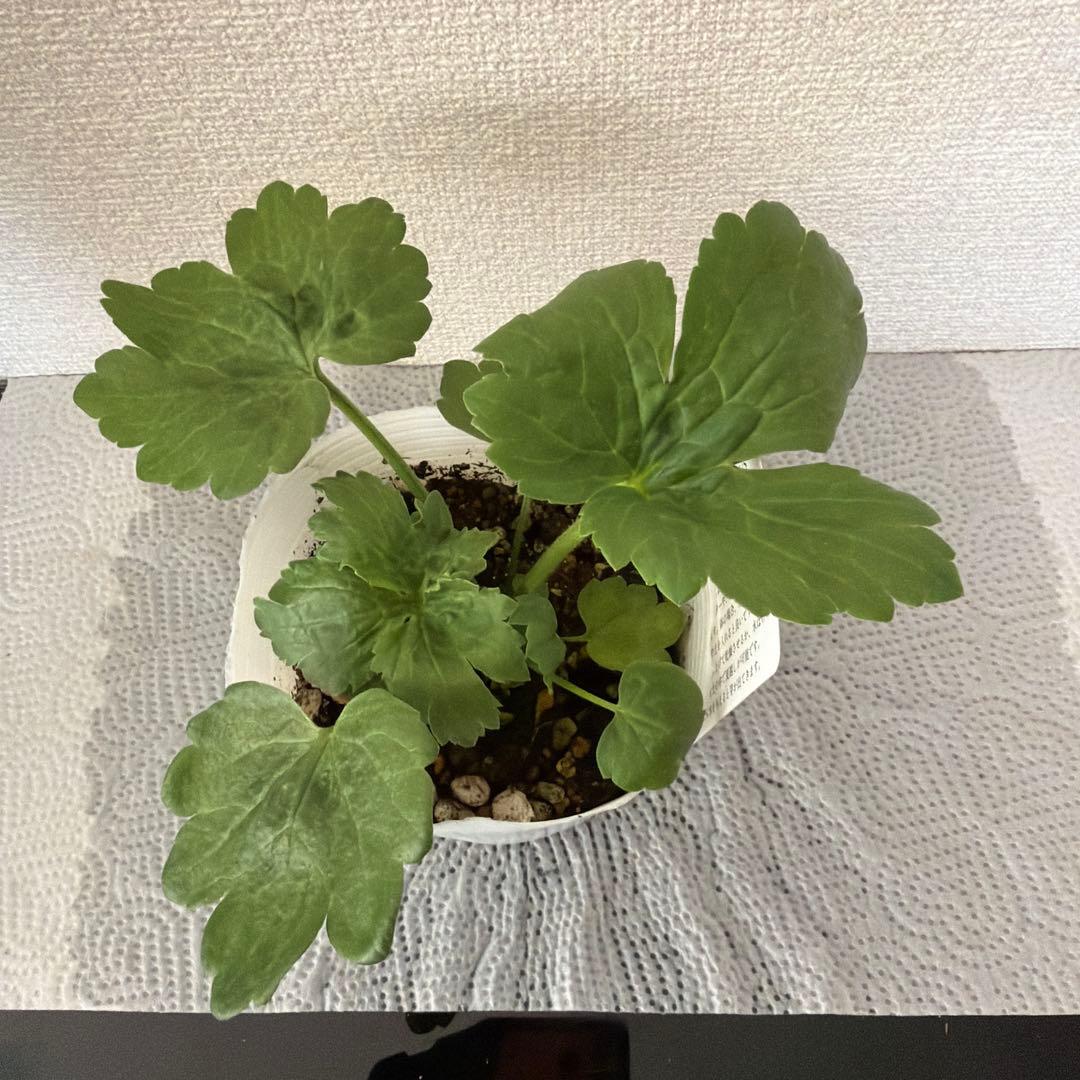 ラナンキュラスラックス苗、リタイ、廃盤品、ラベル付き、正規品