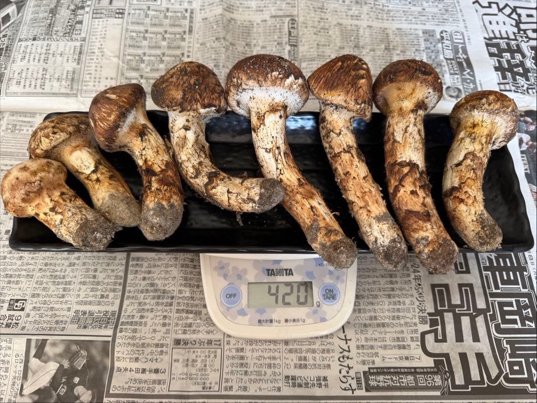 松茸　北海道　400g 国産 国産松茸（開き）400g前後（1本から3本前後）送料無料 クール便