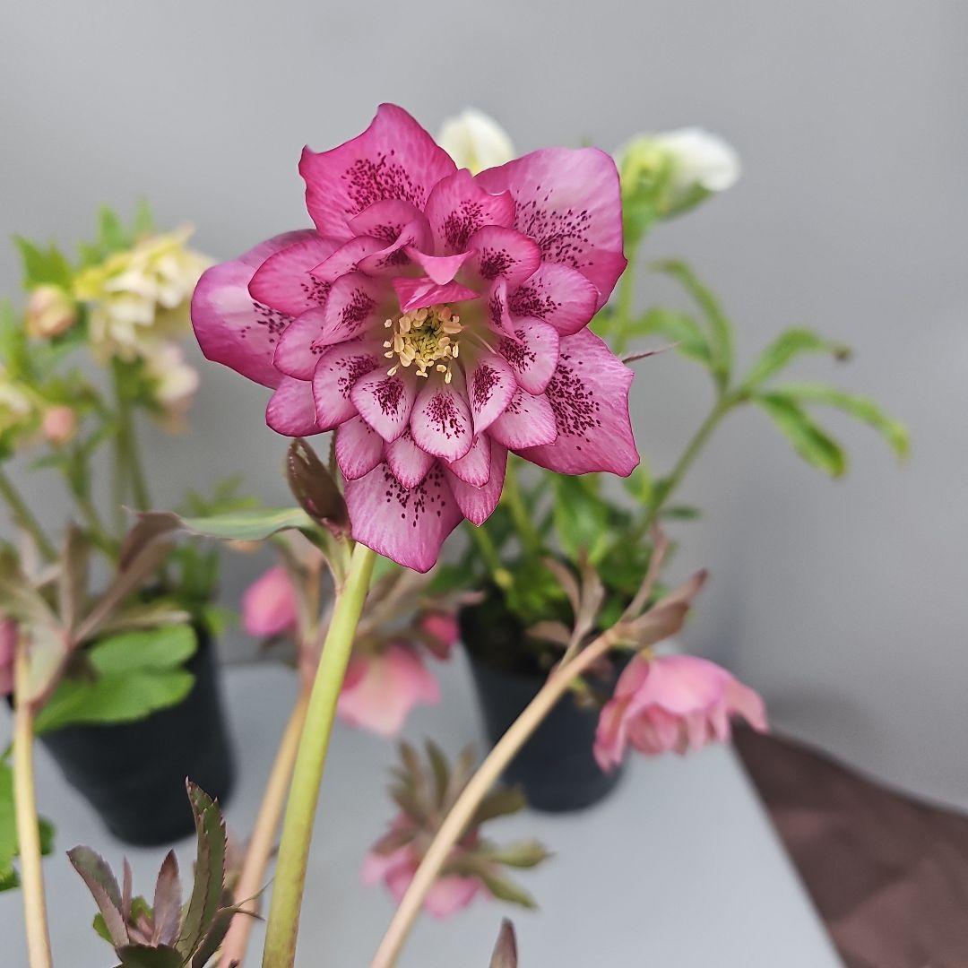 クリスマスローズ 4ポットセット - メルカリ