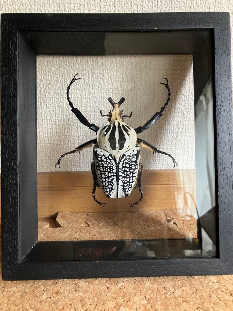 標本/ゴライアスオオツノハナムグリ/ゴライアスオリエンタリス