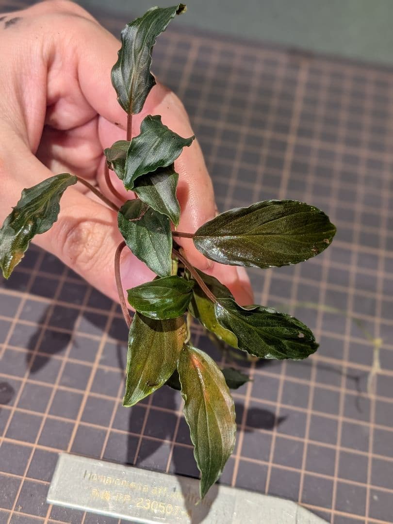 Homalomena aff. vitifolius 赤備 2株 - メルカリ