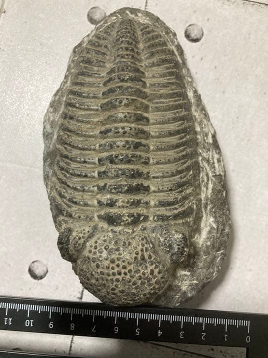 ドロトプス・メガロマニクス 三葉虫 化石 巨大 - メルカリ