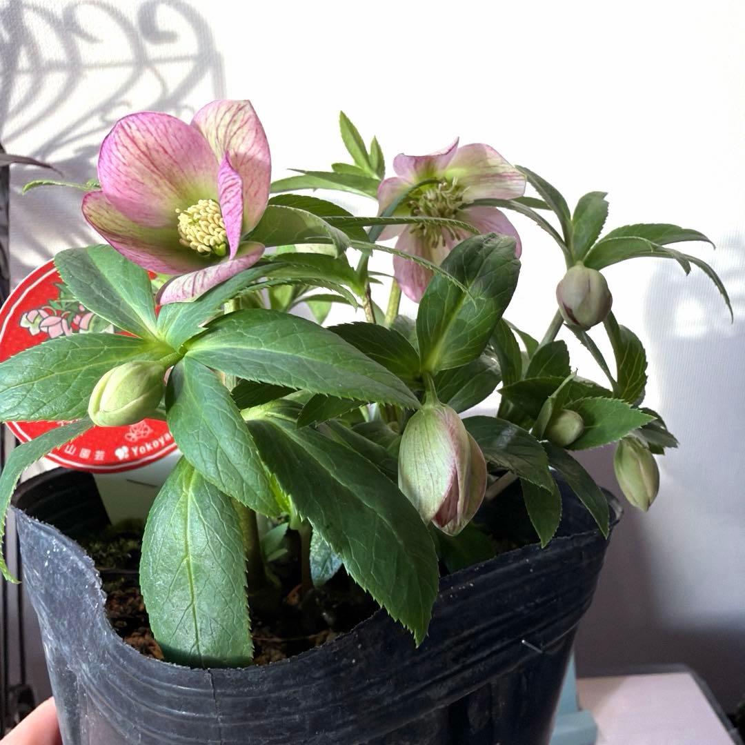 【横山園芸】クリスマスローズ プチドール　ss《1/15》ピンクベイン系