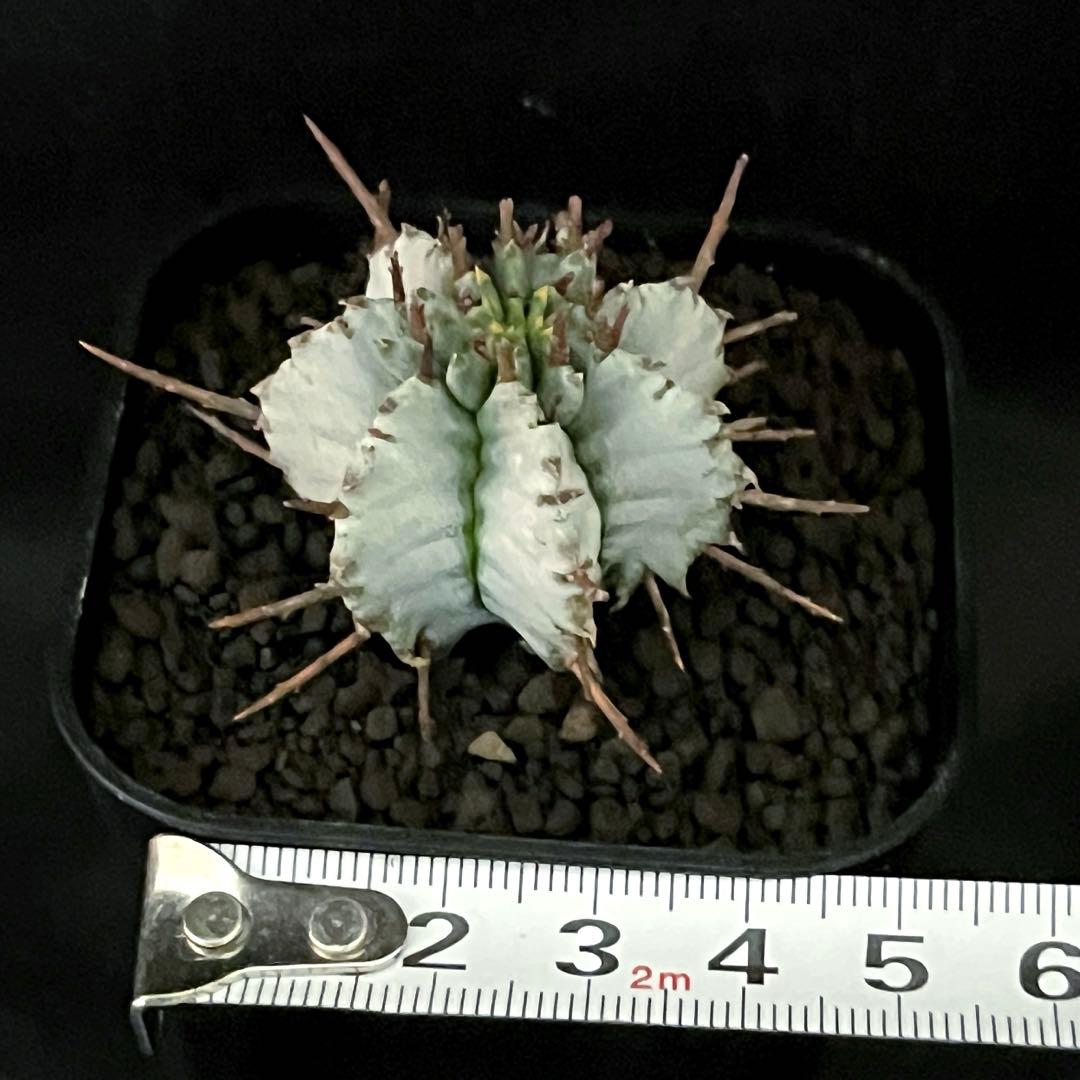 佐*太様 ユーフォルビアホリダ 勝岡アルバ 純血統 極上 雌株 カキ子SSSラン