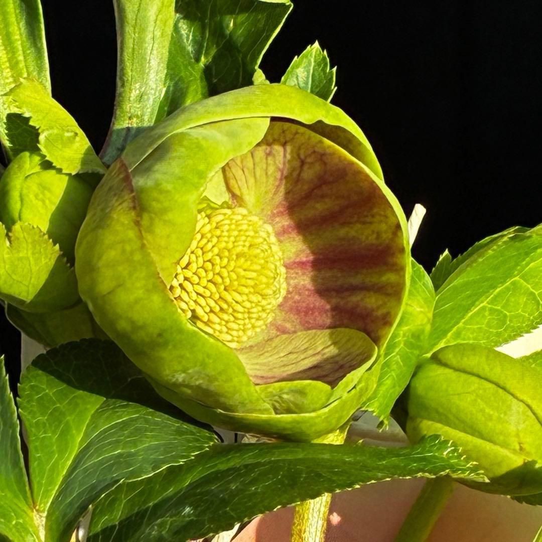 き*ん様 3465 ☘️極上☘️花、タグ付☘️抹茶パステ⭐️コロコロ手毬咲き⭐️