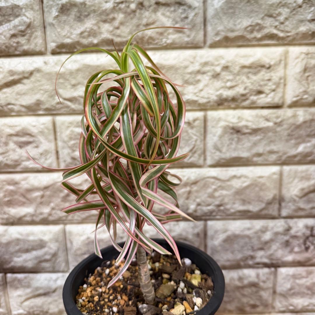 希少　ドラセナ　キュンティ　カール強　4号鉢