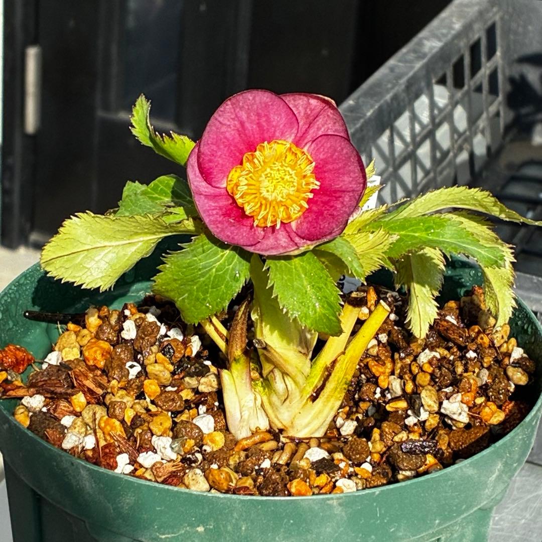 u*0様 541☘️蕾花タグ付☘️極上⭐️SD⭐️蜃気楼交配⭐️小輪⭐️紅赤/ゴ