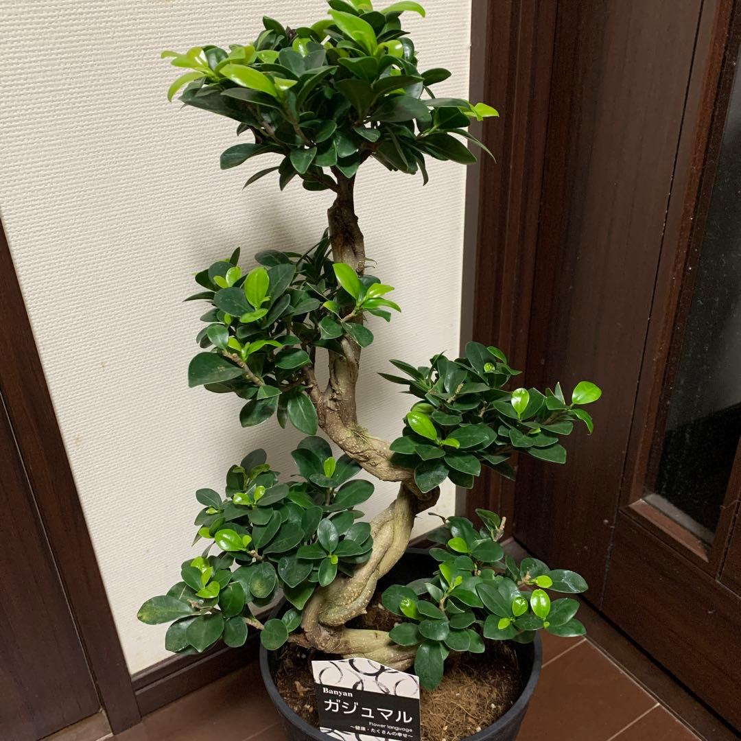 ❇︎パンダガジュマル☺︎7号プラ鉢付き❇︎ - メルカリ