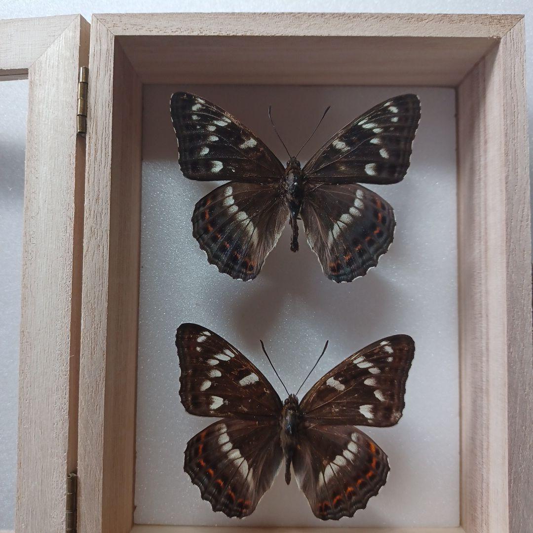 蝶標本 オオイチモンジ2頭 - メルカリ