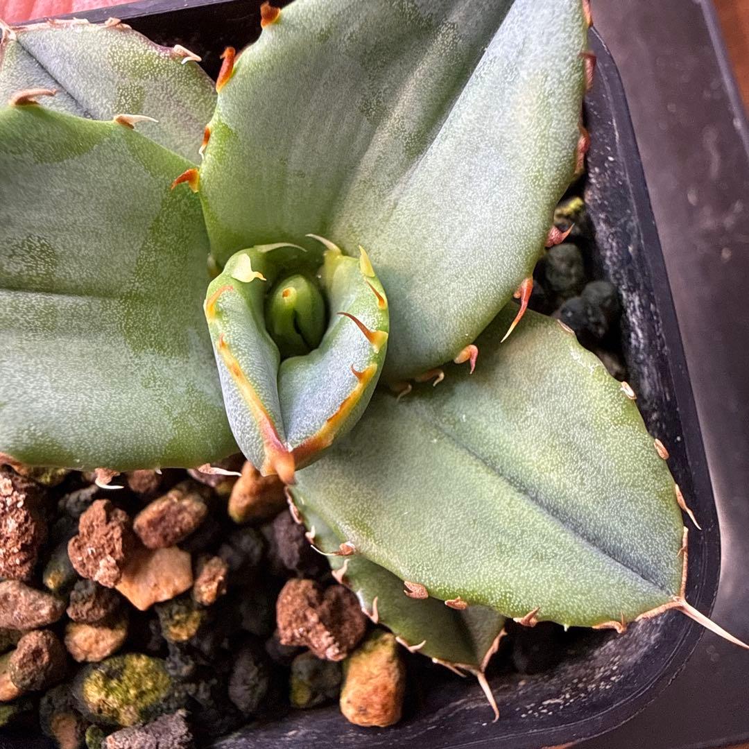 1 アガベ 青葉 オテロイ実生 選抜 チタノタ オアハカ ブルー - メルカリ