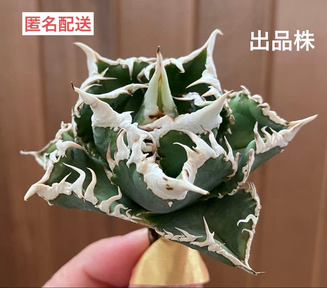 【初売り】64 超選抜　太棘　子株付き　コンパクト　アガベ　白豪刺TC 匿名配送