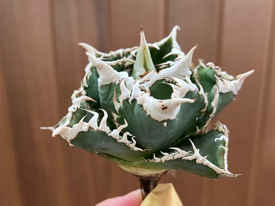 【初売り】64 超選抜　太棘　子株付き　コンパクト　アガベ　白豪刺TC 匿名配送