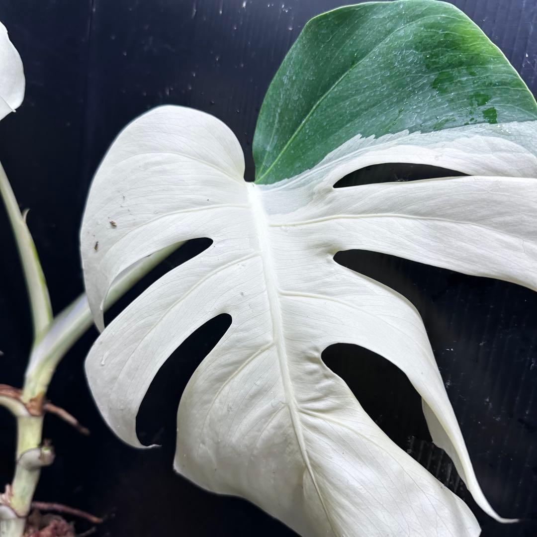 リ*ー様 斑入りモンステラ極上ホワイトタイガーフルムーン4号鉢植え発