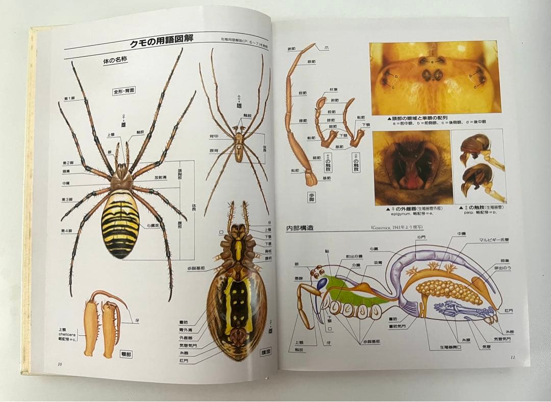 ⭕️新価格⭕️☆写真日本クモ類大図鑑 千国安之輔著 1989年初版本 B5