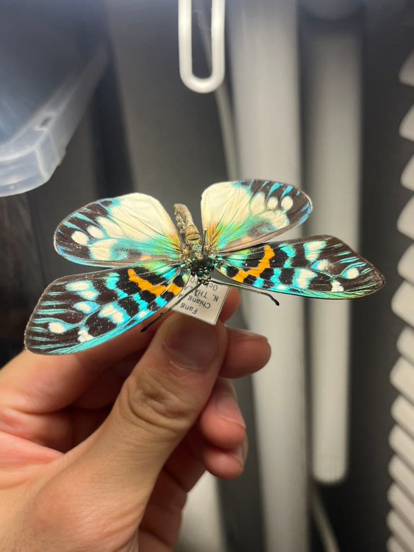 【極美個体】サツマニシキモルフォ蝶 蛾ピカソモスモルフォチョウ