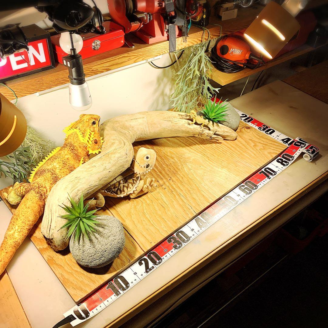 流木No.368アク抜き済 煮沸紫外線殺菌済 爬虫類トカゲシェルター素材