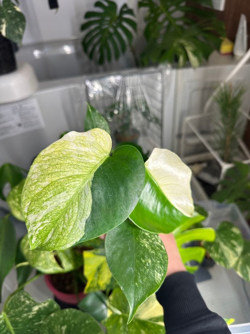 自*間様 モンステラデリシオーサミントトリカラー 輸入株 Monstera deliciosa 'Mint Tricolor' モンステラデリシオーサ ミント