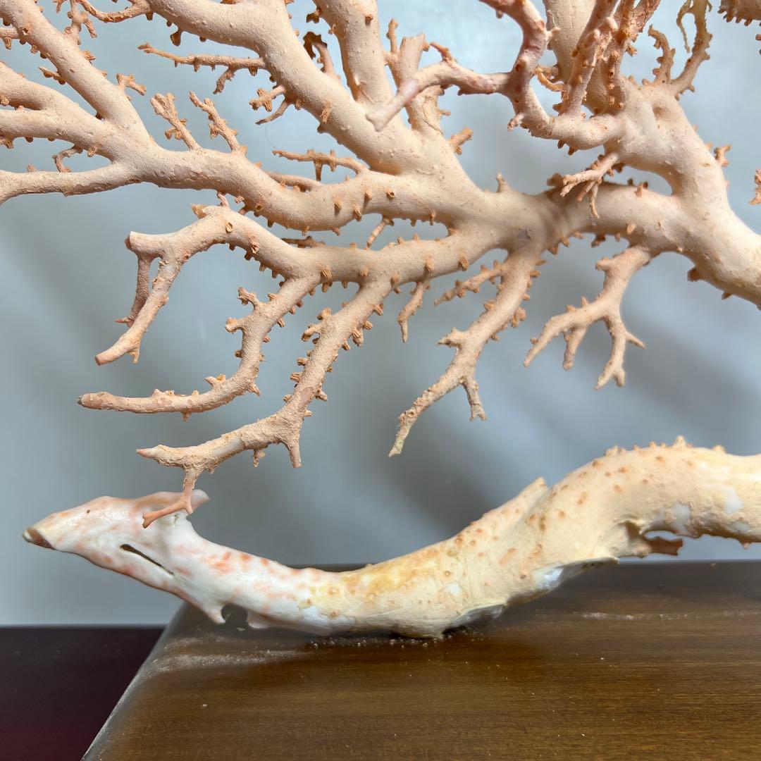 本桃色珊瑚　超特大原木　ガラスケース付　東Y8-0105☆2Fタサオ