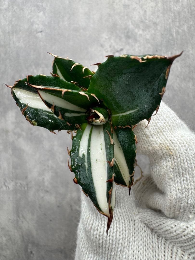 と*ふ様 アガベ チタノタ 「太陽神」 白中斑 アガベ チタノタ 白鯨