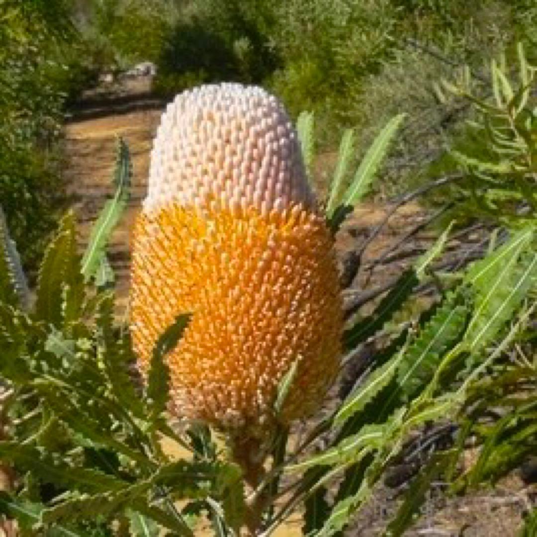 花 t3plant.car THUM1-9197.jpg