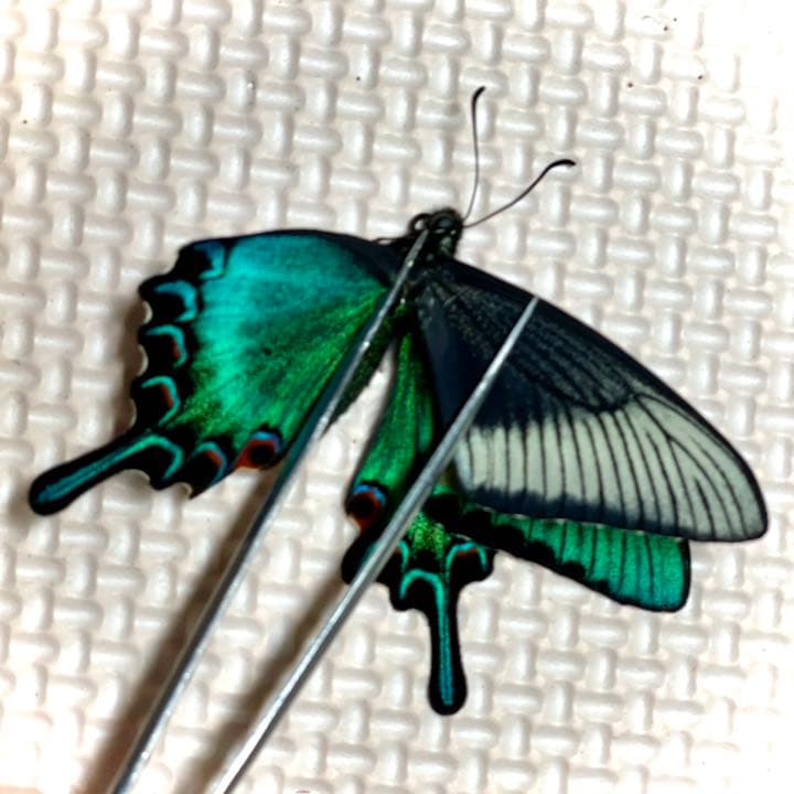 蝶標本 極美麗ミヤマカラスアゲハ♂春型飼育品 三角紙標本 羽化したて