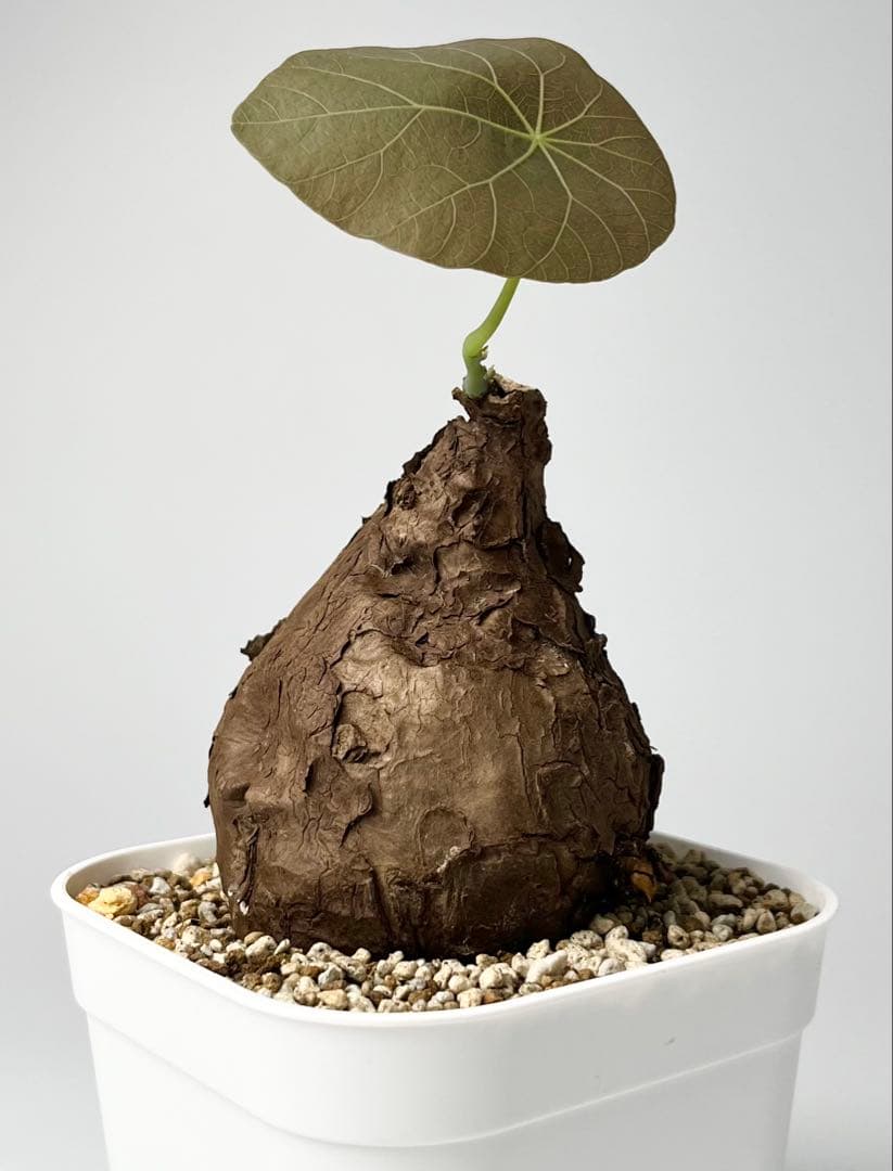 Nasu ステファニア カウィーサキー 鉢植え A-16 Nasu様 専用 ステファニア カウィーサキー 鉢植え A-16 - メルカリ