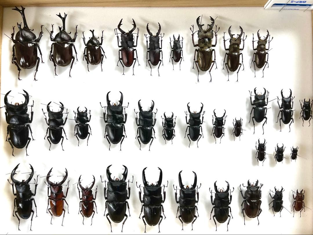 国産カブト・クワガタ　標本　34匹セット 立体昆虫図鑑DX カブトムシ クワガタセット 標本 リアルフィギュア