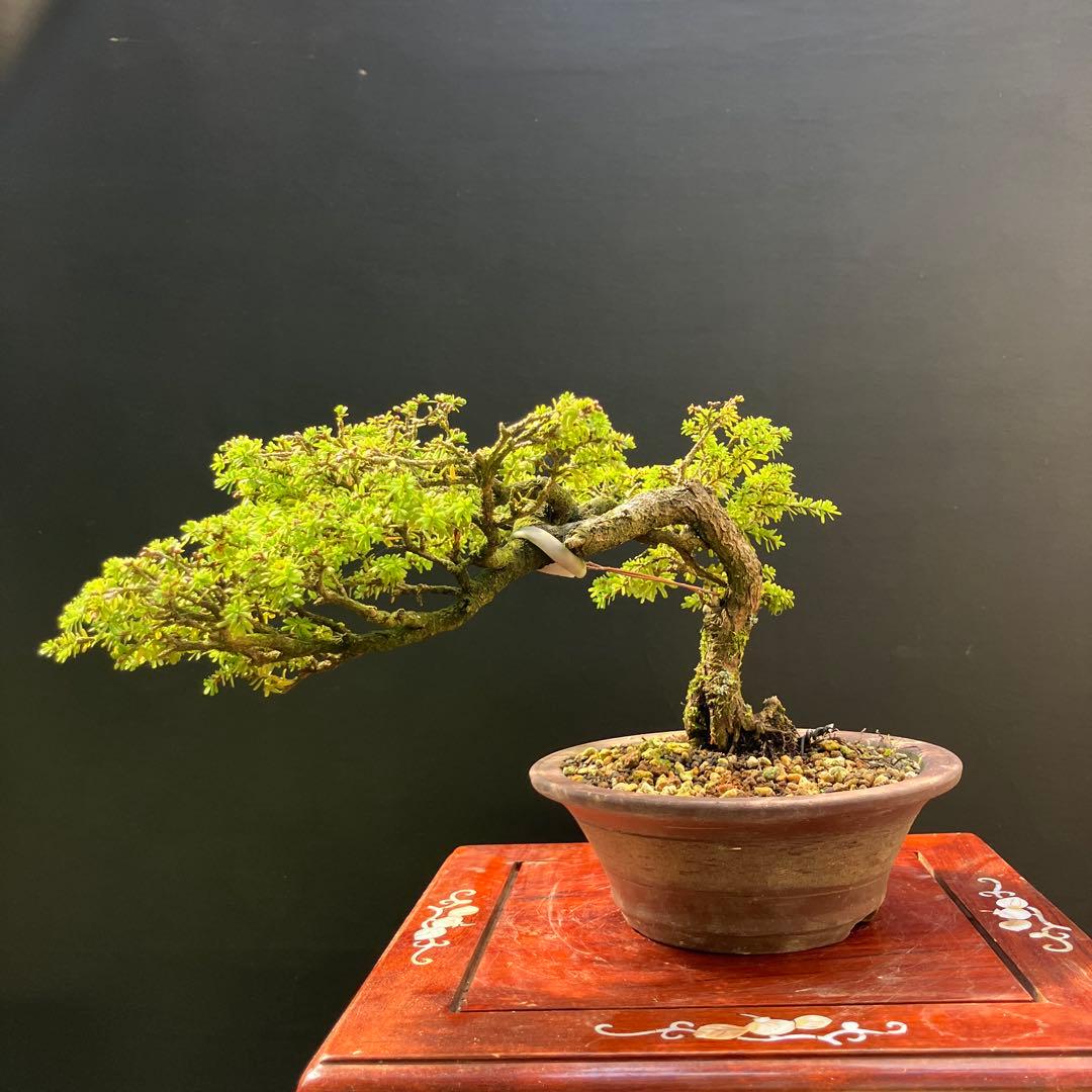 コメツガ(米栂) 盆栽 - メルカリ
