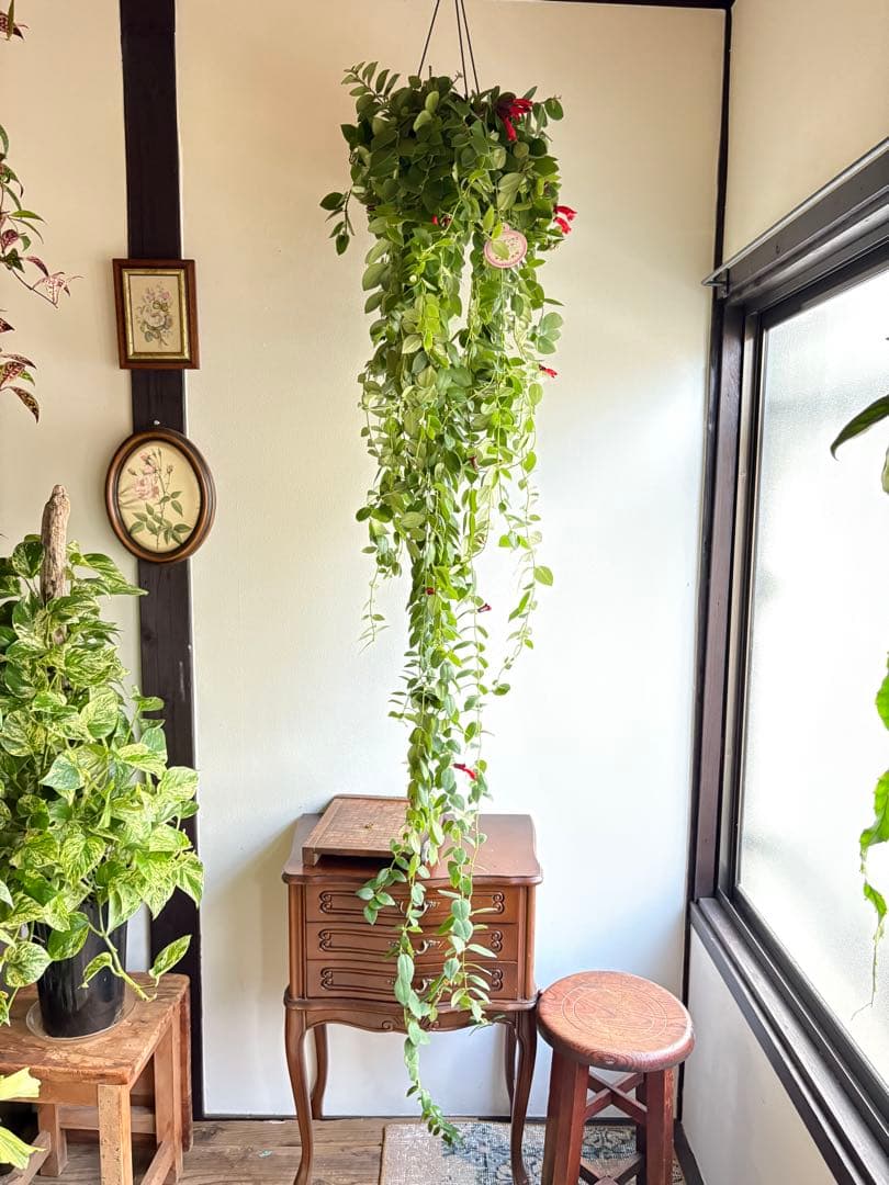 出目金ちゃま 2点