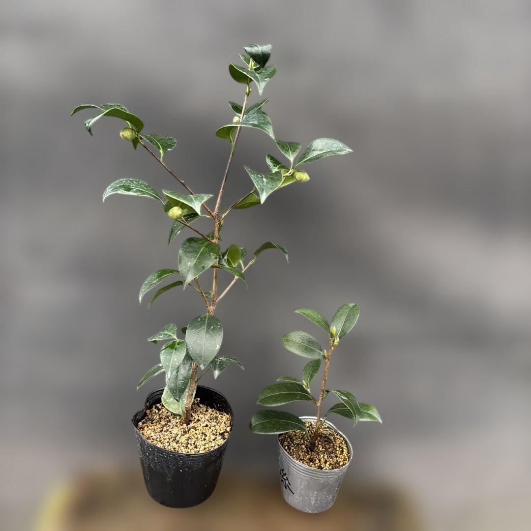 あ美　大社紫　此の糸　咲羽の誉3点セット