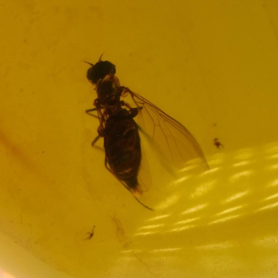 LA164虫入り琥珀化石 ミャンマー カムティかタナイ産 9900万年前