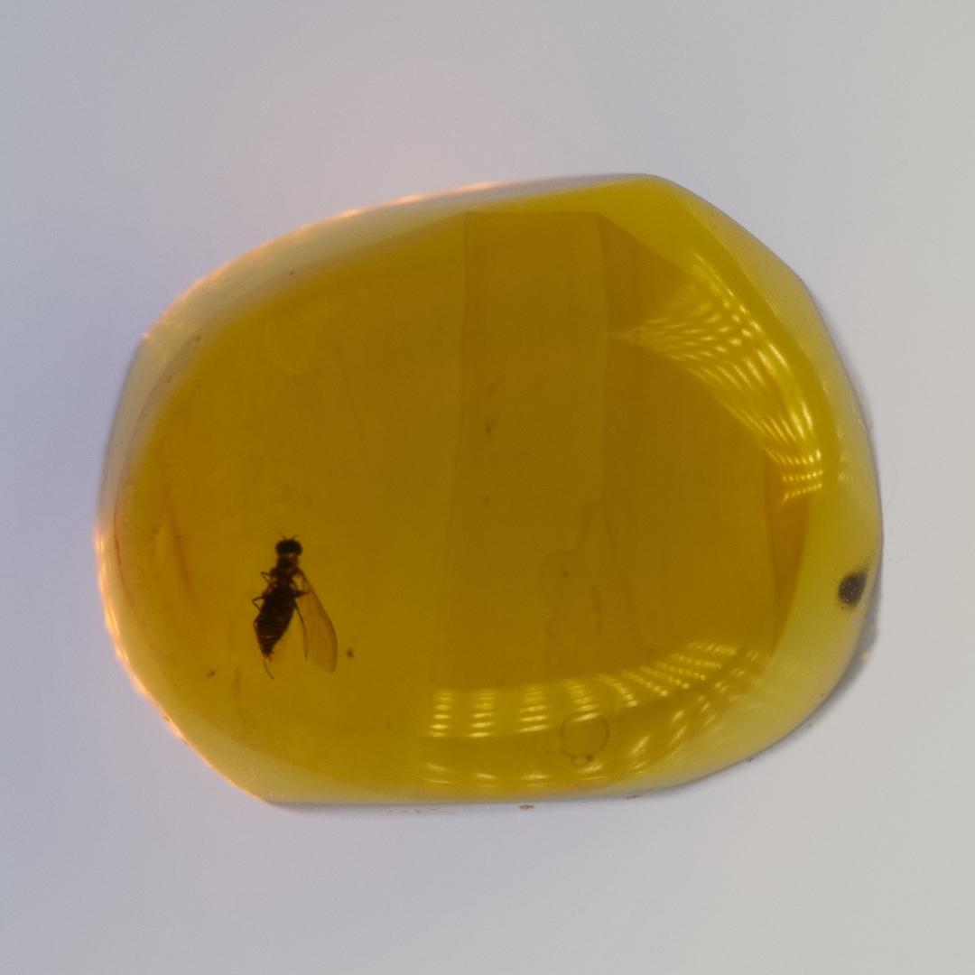 LA164虫入り琥珀化石 ミャンマー カムティかタナイ産 9900万年前