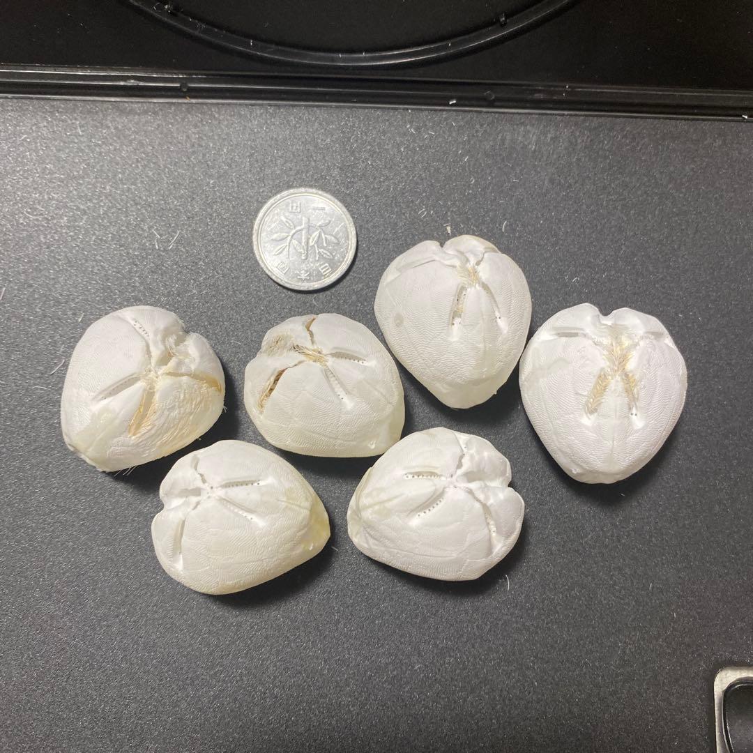 セイタカブンブク ウニ殻 ウニ 標本 - メルカリ