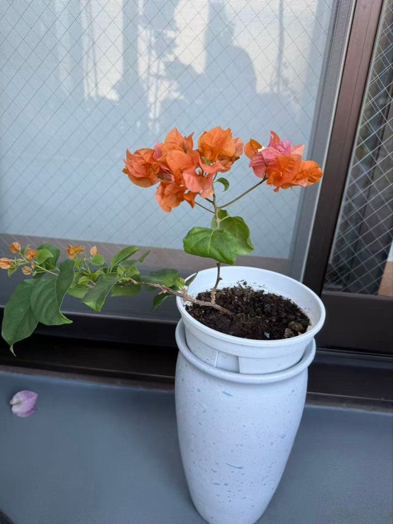 ブーゲンビリア オレンジ色 抜き苗 - メルカリ