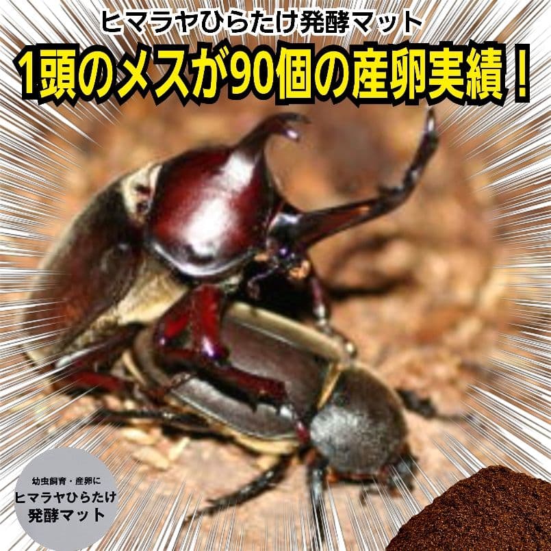 カブトムシの産卵に抜群！ヒマラヤひらたけ発酵マット【60L】雑虫がわきません！ 大人気！ネット売上第1位獲得！ ヒマラヤひらたけ発酵カブトムシマット